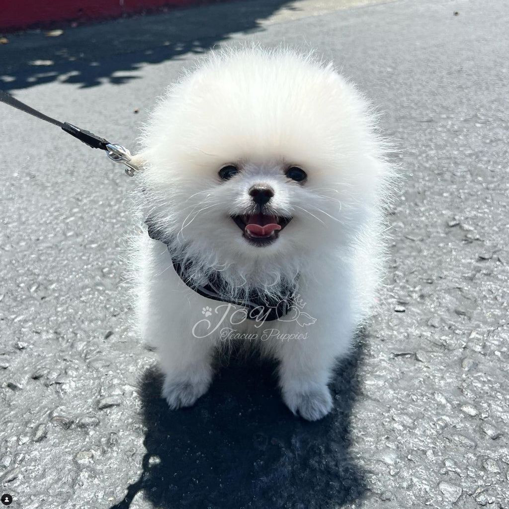 Pomeranian - United States