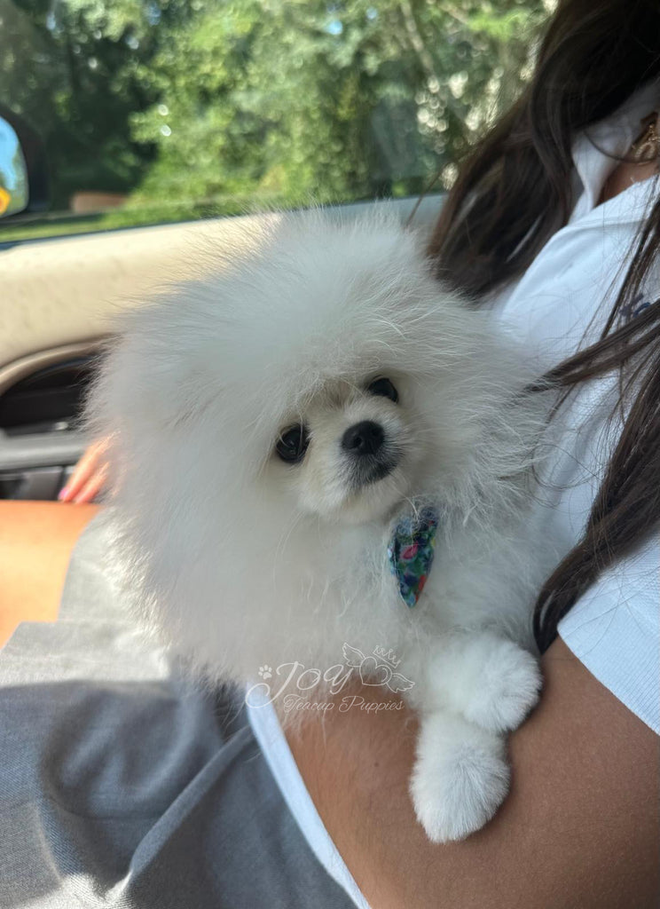 Pomeranian